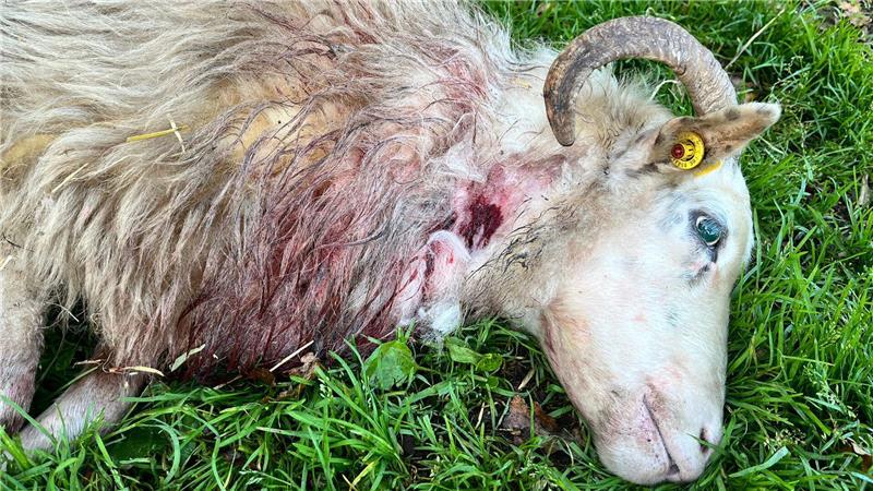 Wölfe töten bedrohte Heidschnuckenart bei Mulsum – Züchter will aufgeben Bei dieser Heidschnucke ist der wolfstypische Kehlbiss gut zu erkennen.