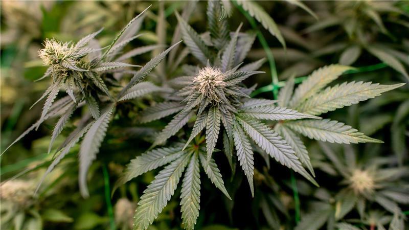 Bei einem Einsatz im Landkreis Holzminden stellte die Polizei rund 200 Cannabispflanzen sicher. (Symbolbild)