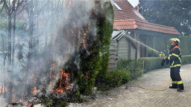 Bei einem Feuer in Ladekop brannte diese Koniferenhecke komplett nieder.