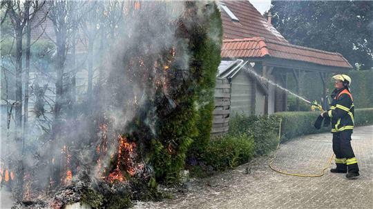 Bei einem Feuer in Ladekop brannte diese Koniferenhecke komplett nieder.
