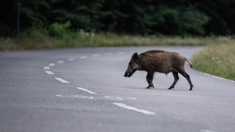 Taxi kollidiert mit zwei Wildschweinen - 30-Jähriger verletzt Bei einem Zusammenstoß mit Wildschweinen zwischen Wehldorf und Brüttendorf bei Zeven wurde ein Mann verletzt (Symbolbild).