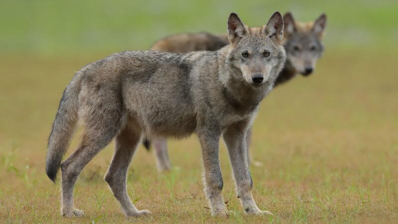 Reiter trifft auf zwei Wölfe – Seine Reaktion bringt ihm Kritik ein Zwei Wolfswelpen stehen auf einem Feld.