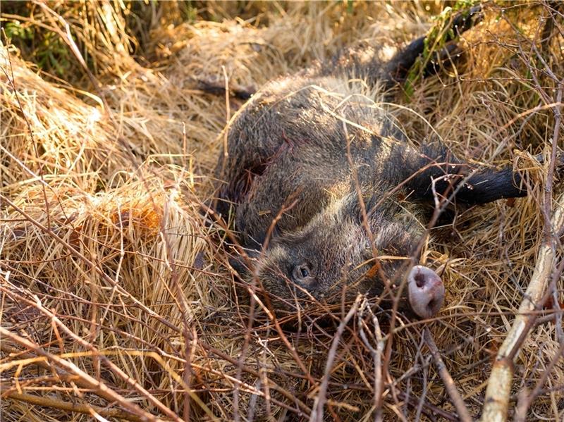 Aujeszkysche Krankheit bei Wildschweinen: Tödliche Gefahr für Hunde und Katzen Bei einem erlegten Wildschwein im Landkreis Stade (Symbolbild) wurden Antikörper der Aujeszkyschen Krankheit festgestellt. Foto: dpa