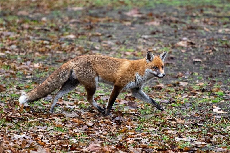 Fuchs in Drochtersen mit tödlichem Hundevirus infiziert Bei einem toten Fuchs in Drochtersen wurde der Hundestaupevirus nachgewiesen (Symbolbild). Foto: dpa