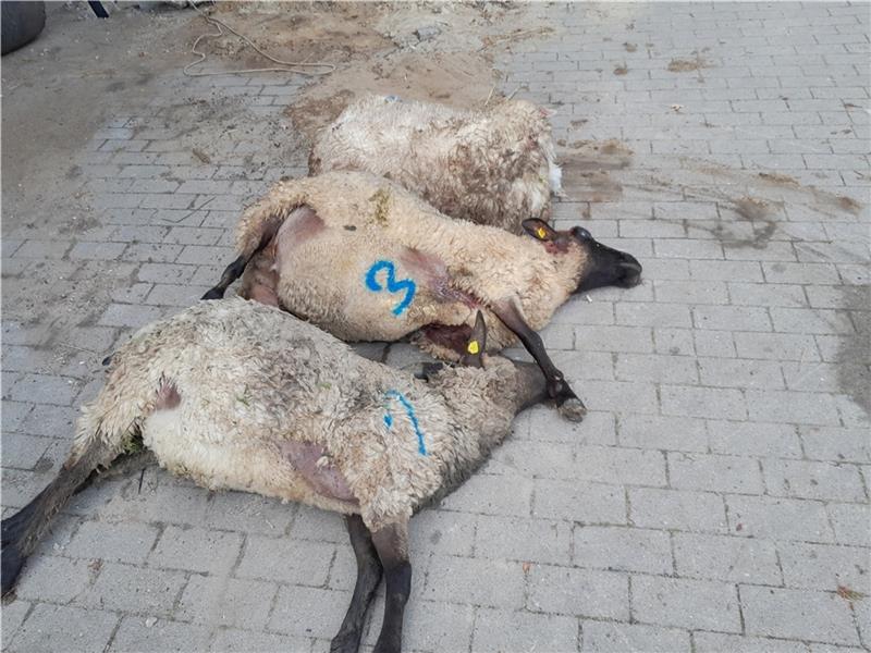 Bei einem Wolfsangriff in Nieder Ochtenhausen wurden drei Schafe getötet und vier verletzt. Foto: privat