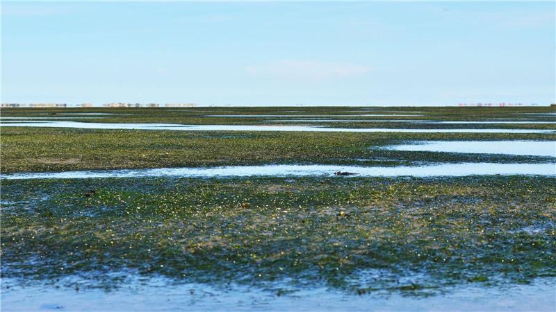Experten beraten zu Rückgang von Seegraswiesen im Wattenmeer Bei einer Fachtagung Anfang Juni in Wilhelmshaven wollen Experten über den Rückgang der Seegraswiesen beraten.