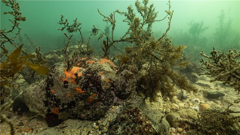Zerstörerische Algenblüte in Südaustralien breitet sich aus Bei einer Mikroalgenblüte verfärbt sich das Wasser meist grünlich.
