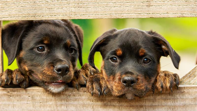 Bei einer Razzia in Bremerhaven hat die Polizei Hunde sichergestellt (Symbolbild). Foto: Pixabay.de