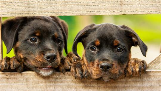 Bei einer Razzia in Bremerhaven hat die Polizei Hunde sichergestellt (Symbolbild). Foto: Pixabay.de