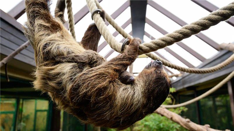 Bei einer Tragzeit von rund zehn bis elf Monaten hatte niemand damit gerechnet, dass es so schnell wieder Nachwuchs geben könnte.