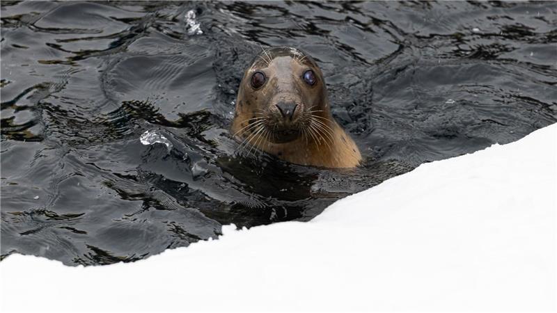 Bei eiskalten Temperaturen schwimmt eine Robbe im Wasser.
