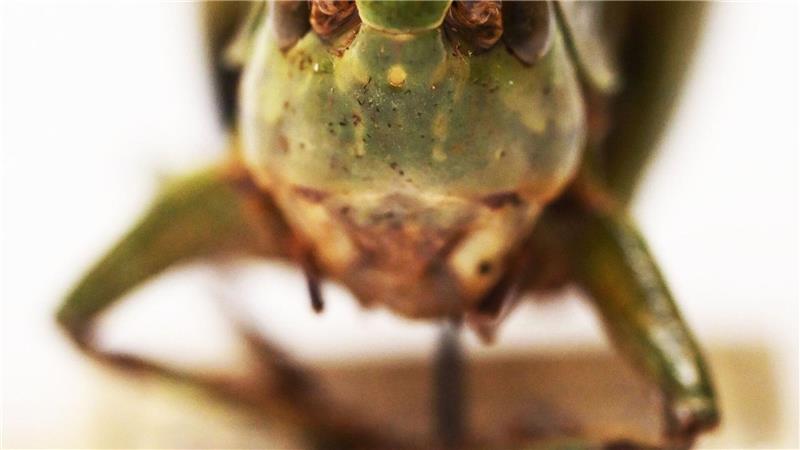 Bei genauer Betrachtung kann man das Gesicht des Warzenbeißers gut erkennen.