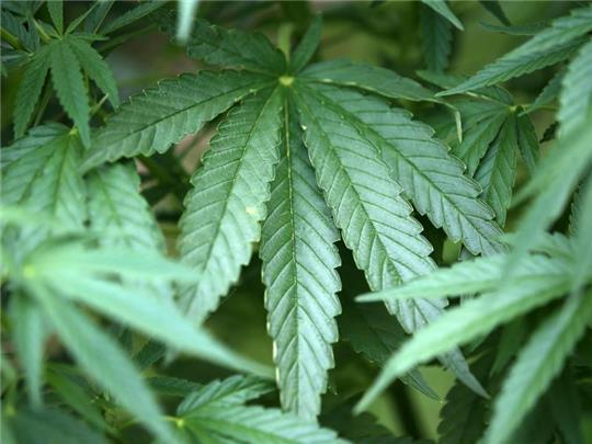 Bei jungen Erwachsenen ist der Cannabiskonsum weiter gestiegen. Foto: Oliver Berg/dpa