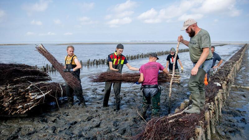 Wasserbau-Azubis lernen Küstenschutz in Ostfriesland Beim Bau von kleinen Dämmen im Watt, sogenannten Lahnungen, ist vieles Handarbeit.