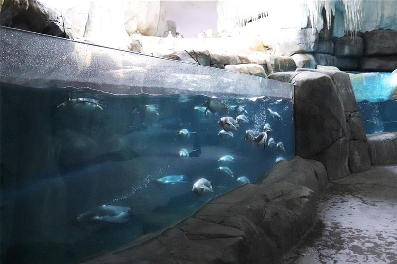 Beim Besuch des Pinguin-Eismeeres im Innenraum gilt im Tierpark Hagenbeck eine Maskenpflicht. Foto: Hagenbeck/ Köpis