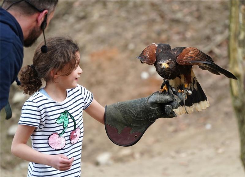 Beim Ferien-Programm im Wildpark Schwarze Berge hält ein Kind wie ein Falkner einen Greifvogel.
