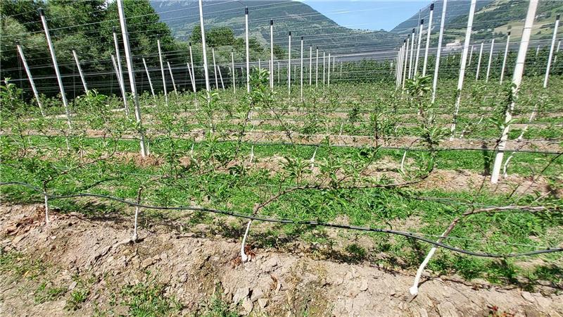 Beim Guyot-System machen sich die Obstbauern das Wissen aus dem Weinanbau zunutze.