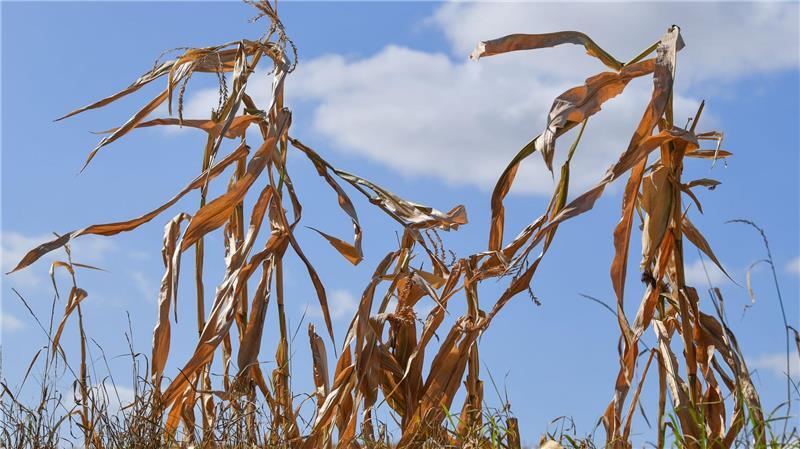 Meteorologie-Institut: Europa droht wohl ein Hitzesommer Beim Hitzesommer 2003 kam es zu Wasserknappheit und Ernteausfällen. (Archivbild)