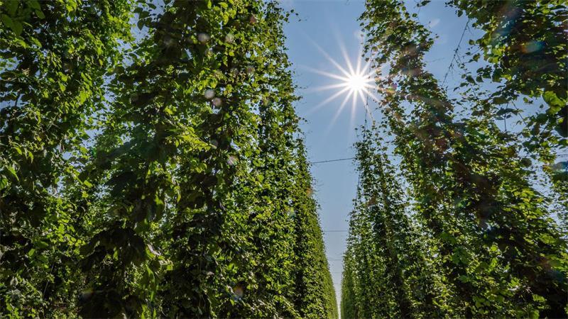 Beim Hopfen gibt es nach wie vor ein Überangebot. (Archivbild)