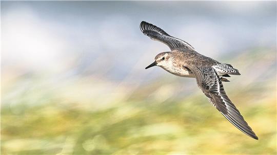 Beim Knutt stimmt das Timing nicht mehr. Das hat weitreichende Folgen.