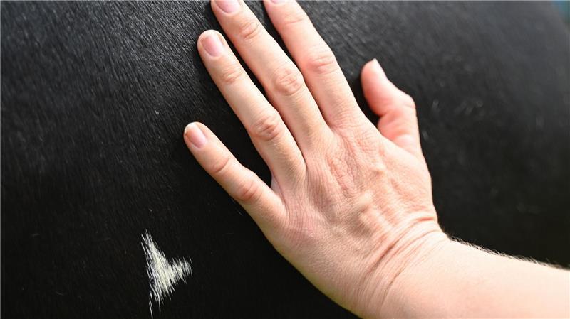 Beim Kuh-Kuscheln kann man den Herzschlag des Tieres spüren. 