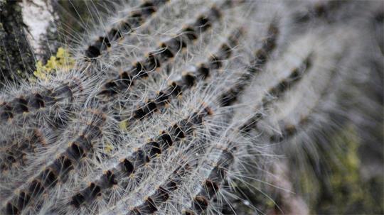 Beim Menschen können die winzigen Brennhaare der Raupen bei Hautkontakt eine allergische Raupendermatitis auslösen. Eichen können auf Dauer eingehen.