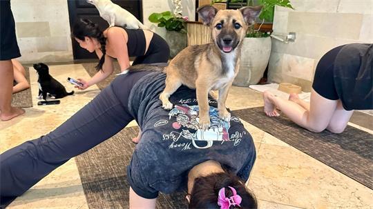 Beim Puppy Yoga springen die Welpen gerne auf den Rücken der Teilnehmer.