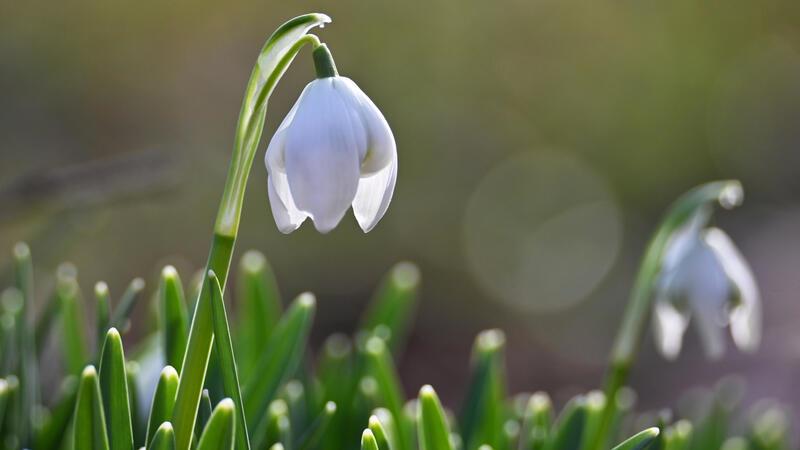 Giftig für Kinder und Tiere: Diese Frühblüher können gefährlich werden Beim Schneeglöckchen sind alle Teile der Pflanze gering giftig und können Bauchschmerzen, Erbrechen und Durchfall verursachen.