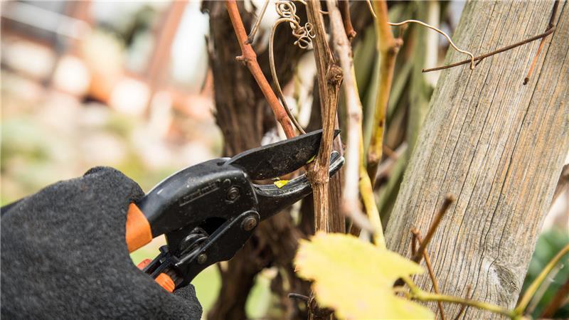 Beim Schneiden gilt: Nur störende Zweige werden im Herbst entfernt, die meisten Pflegeschnitte erfolgen besser ab Mitte Januar. 