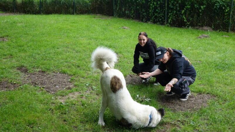 Ausgesetzter Herdenschutzhund: „Zeus“ ist jetzt im Tierheim Beim Spielen streckt der Herdenschutzhund besonders gerne sein Hinterteil in die Luft.