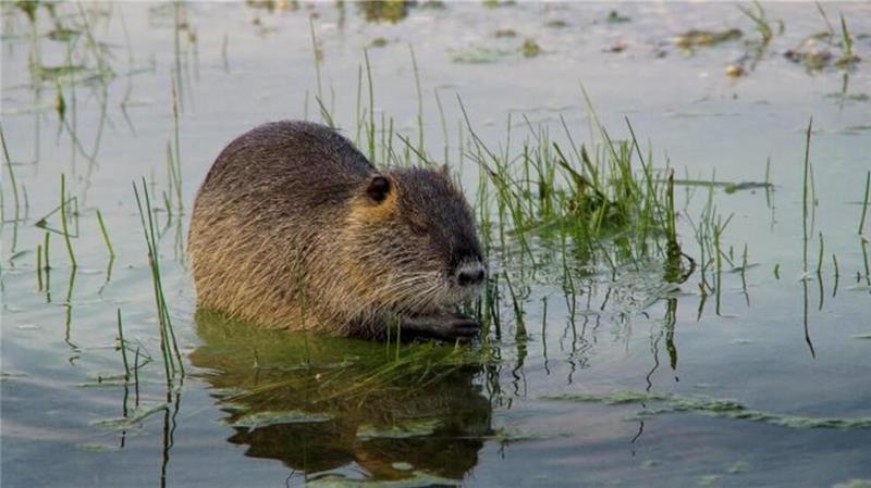 Jäger-Streit: Was wirklich verboten werden soll Beim Thema Nutria wirft Niedersachsens Landwirtschaftsministerin Miriam Staudte der Landesjägerschaft die Verbreitung von Falschinformationen vor.