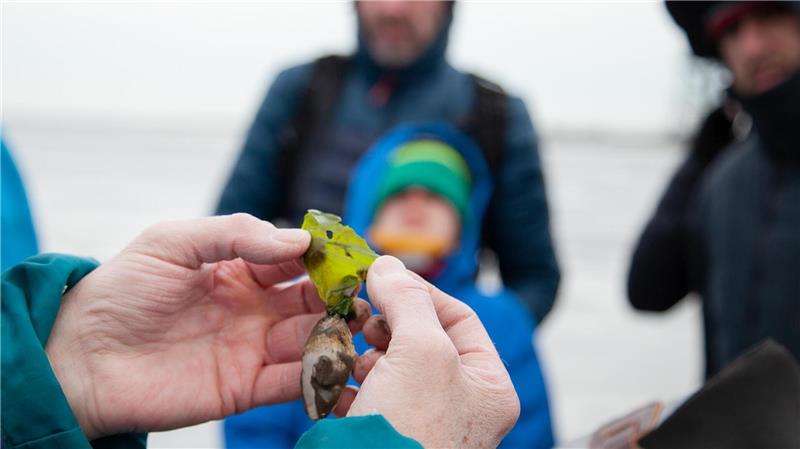 Wattwandern im Winter: Der Wattwurm macht sich rar Beim Verzehr von Algen aus der Nordsee sollte man Vorsicht walten lassen. Meeressalat, wie hier im Bild, ist ohne weiteres genießbar.Foto: Heike Leuschner