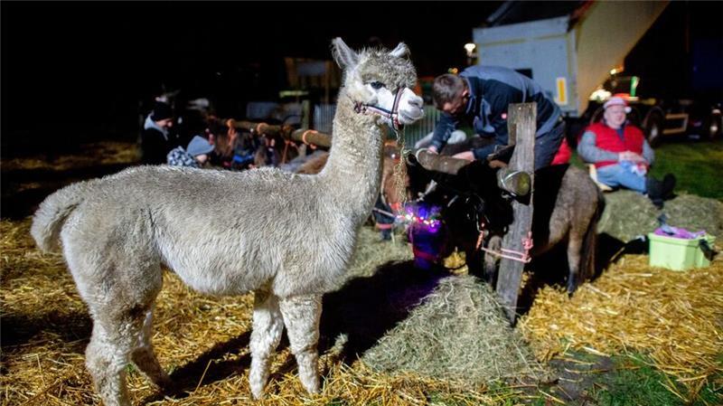 Beim traditionellen Vieh- und Pferdemarkt in Zetel im Landkreis Friesland werden viele Tiere zum Verkauf angeboten, darunter auch Lamas und Alpakas.
