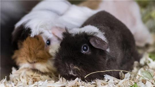 Beispielfoto: In einem Fall, der sich in der Wesermarsch zugetragen hat, wurden mehrere Hundert Meerschweinchen in einem Haus vernachlässigt vorgefunden.