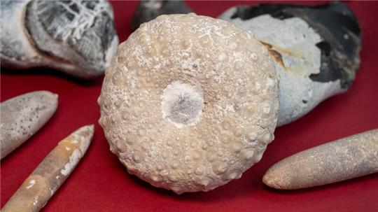 Belemniten (Donnerkeile) und ein Kronen-Seeigel von der Kreideküste der Insel Rügen liegen auf einem Tisch. Donnerkeile sind versteinerte Skeletteile ausgestorbener Kopffüßler (Tintenfische). 