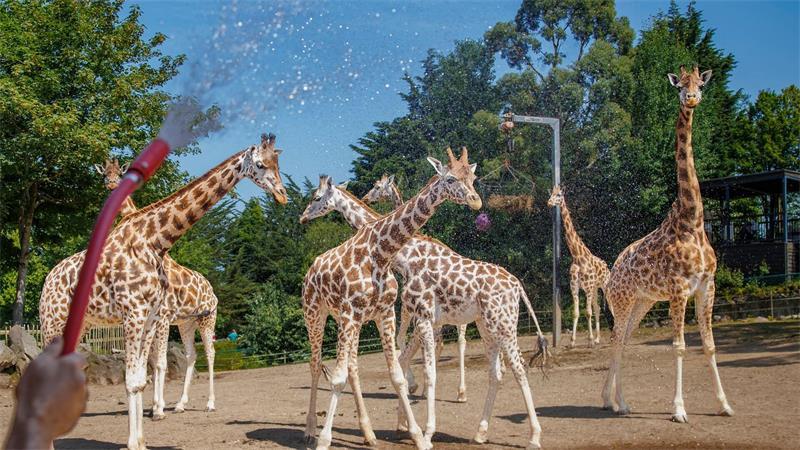 Belfast Zoo: Wassernebel kühlt Giraffen bei Hitze