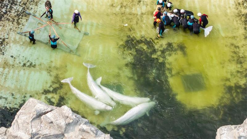 Beluga-Wale schwimmen vor dem Abtransport in einem Becken.