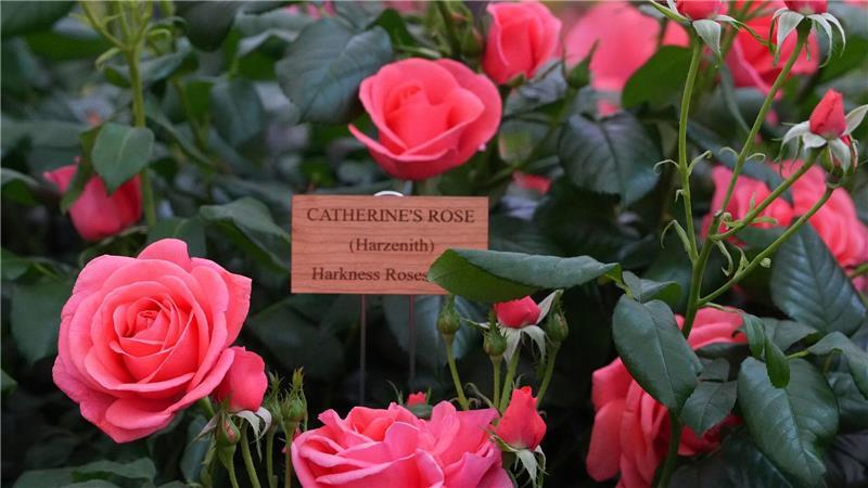 Chelsea Flower Show: Im Namen der Rose Benannt nach Prinzessin Kate: „Catherine’s Rose“.