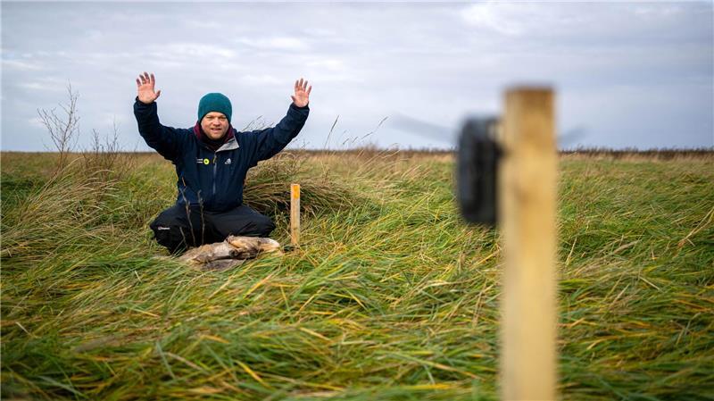 „Wer fraß am Aas?“ - Biodiversität-Hotspots im Wattenmeer Benedikt Wiggering testet eine Wildtierkamera, die andere Tiere an einem toten, ausgelegten Reh in den Salzwiesen dokumentieren soll.