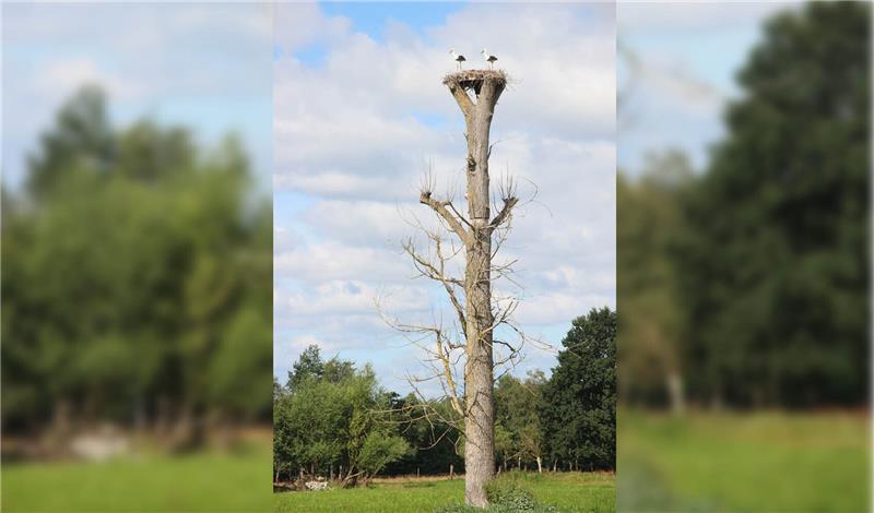 Bereit zum Abflug: Am Freitag sind die beiden Jungstörche im Nest von Landwirt Gerd Meyer in den Wulmstorfer Wiesen zum ersten Mal ausgeflogen. Die beiden sind gerade die Attraktion für die Bewohner im benachbarten Wohngebiet Apfelgarten. Fotos: Michaelis