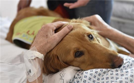 Bereits die Anwesenheit und Zuwendung der Tiere kann dafür sorgen, dass Puls und Blutdruck der Patienten sinken, sich ihre Muskulatur entspannt und sich Ängste und Stress verringern. Foto: Glück Dalibor/CTK/dpa