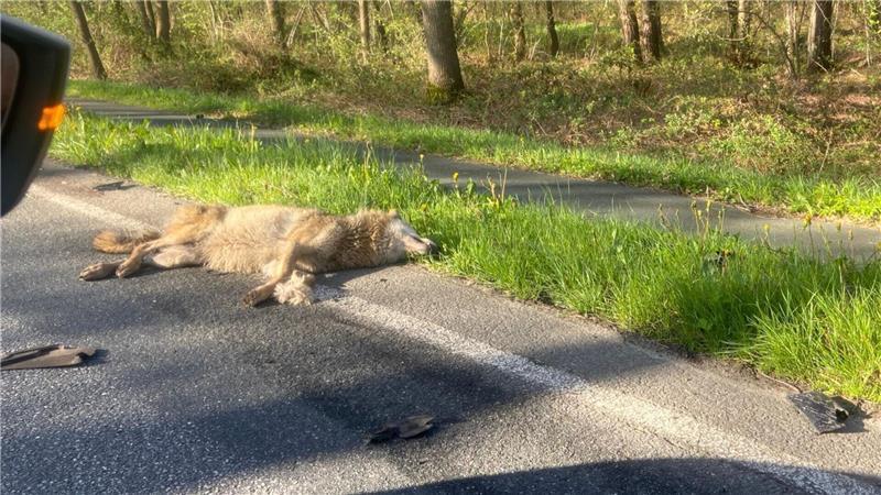 Auto erfasst Wolf auf A27 – längst kein Einzelfall in der Region Bereits im Frühjahr 2023 kam ein Wolf auf der B6 bei Loxstedt im Landkreis Cuxhaven bei einem Verkehrsunfall ums Leben.