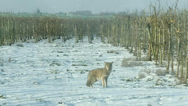 Neue Videos: Wolf streift durch Obst-Plantage im Alten Land Bereits im Januar 2024 hatte ein Obstbauer einen Wolf in den Schallen im Bereich Borstel-Kohlenhusen beim Pflanzenschutz vom Trecker aus fotografiert. Im Hintergrund ist die Mühle zu sehen.