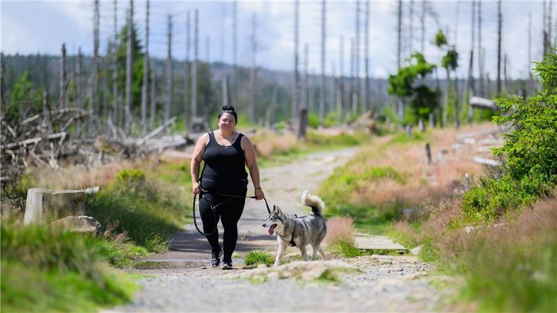 Bereits mehr als ein Dutzend Hunde hat alle Wanderziele erreicht.