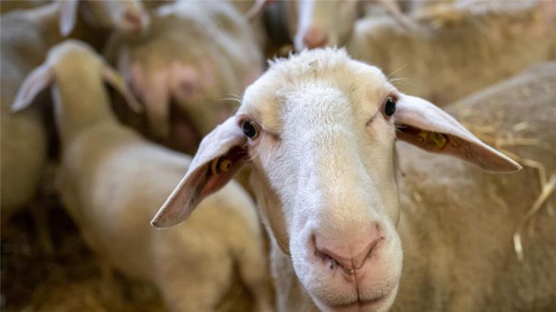 Bereits vor mehreren Tagen wurden die Tiere gestohlen. (Symbolbild)