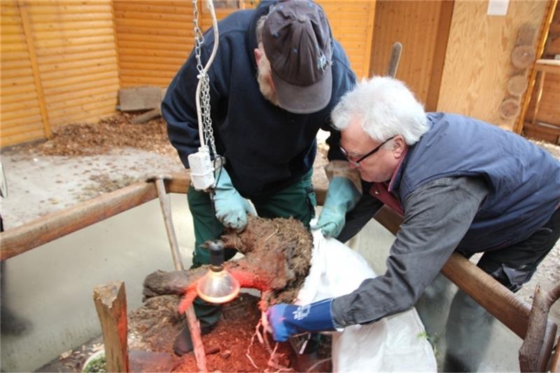 Bernd Wiedenroth hat den Nestkern entfernt und verstaut ihn. Gerd Büschking hilft beim Einsacken des Ameisenvolkes. Foto: Sierks