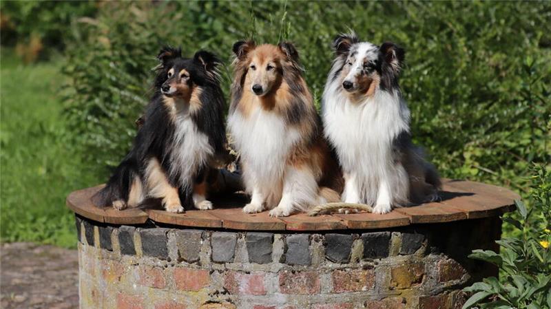 Bertha, Guste und Hilde.