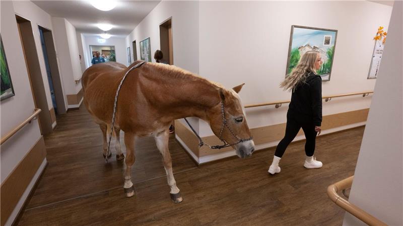 Besitzerin Plaßmeier trainiert mit ihrem Pferd für die Besonderheiten im Pflegeheim.