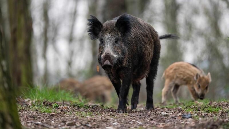 Besondere Vorsicht ist bei Wildschweinmüttern geboten. Sie verteidigen ihre Jungen, wenn sie sich bedroht fühlen.