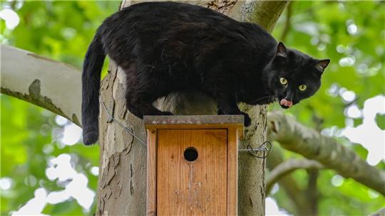 Besonders Freigänger-Katzen in betroffenen Gebieten sind gefährdet, da sie am ehesten mit infizierten Vögeln in Kontakt kommen.